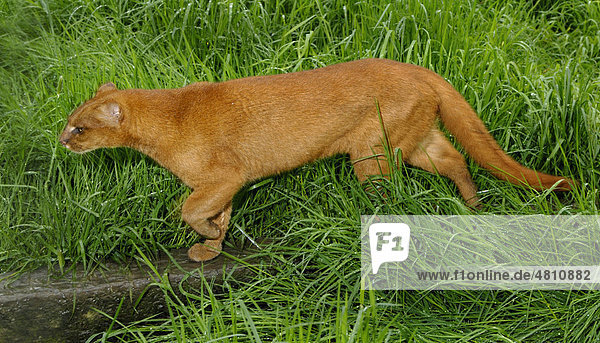 Jaguarundi  auch Wieselkatze (Puma yagouaroundi)  gehend  rote Phase