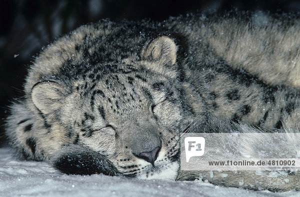 Schneeleopard (Panthera uncia)  Kopf eines schlafenden zehn Monate alten weiblichen Jungtiers