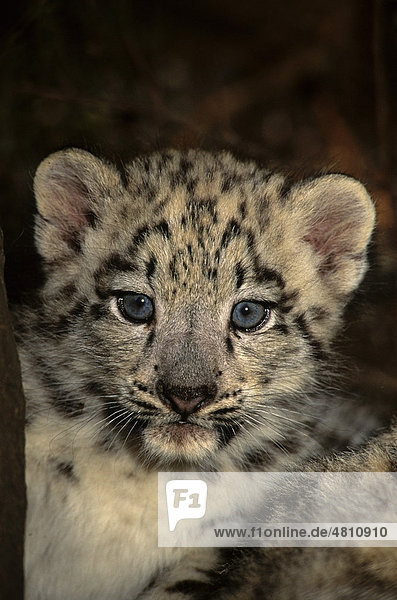 Snow Leopard (Panthera uncia)  cub  portrait