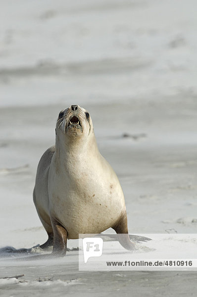 Hooker's Sealion (Phocarctos hookeri)  adult female  aggressive behaviour  on beach  Surat Bay  Catlins  South Island  New Zealand