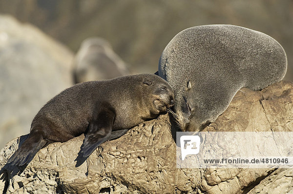 New Zealand Fur Seal (Arctocephalus forsteri)  adult female with pup  sleeping on coastal rocks  South Island  New Zealand