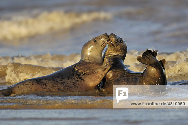 Grey Seal (Halichoerus grypus)  young cows  sparring in surf  Donna Nook  Lincolnshire  England  United Kingdom  Europe