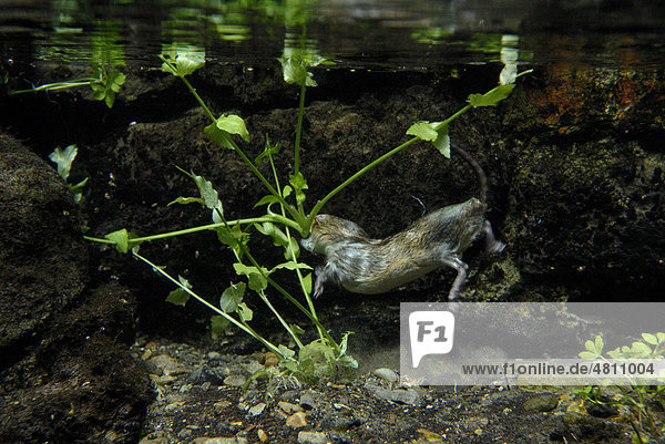 Schermaus oder Große Wühlmaus (Arvicola terrestris)  ausgewachsenes Tier beim Fressen von Brunnenkresse (Nasturtium officinale)  taucht unter Wasser um Stängel abzuschneiden  Kent  England  Großbritannien  Europa