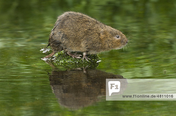 Water Vole (Arvicola terrestris)  adult  at edge of watercress bed  Kent  England  United Kingdom  Europe