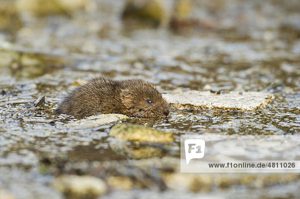 Water Vole (Arvicola terrestris)  adult  swimming  in litter filled drainage ditch beside industrial estate  Kent  England  United Kingdom  Europe