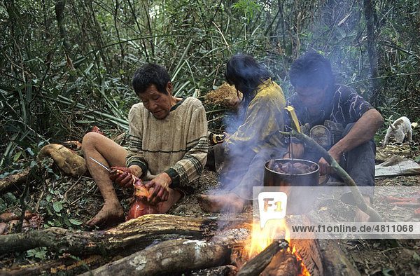 Ache men  cutting up and cooking Paca (Agouti paca)  Mbaracayu Forest Reserve  Eastern Paraguay  South America
