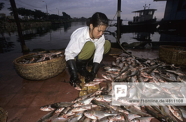 Woman worker sorting fish at dawn  caught overnight by commercial fishery  West Lake  Ho Tay  Hanoi  Vietnam  Southeast Asia