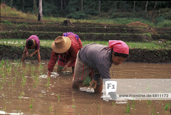 Reisanbau der Karen Berg-Stammes angehörigen  beim Umpflanzen von Reis  Mae Sariang  Thailand  Südostasien  Asien