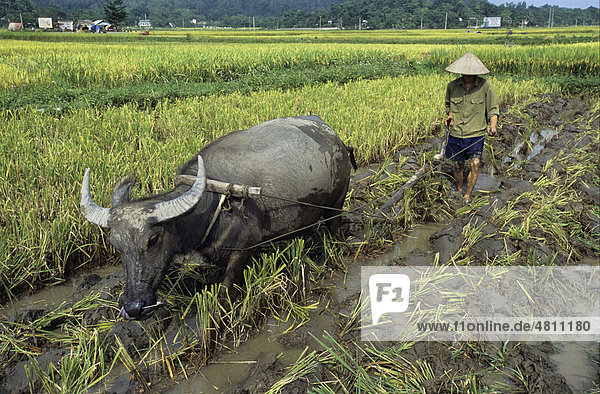 Nach der Ernte wird nasses Reisfeld mit Wasserbüffel (Bubalus bubalis) gepflügt  Provinz Thai Nguyen  Vietnam  Südostasien  Asien