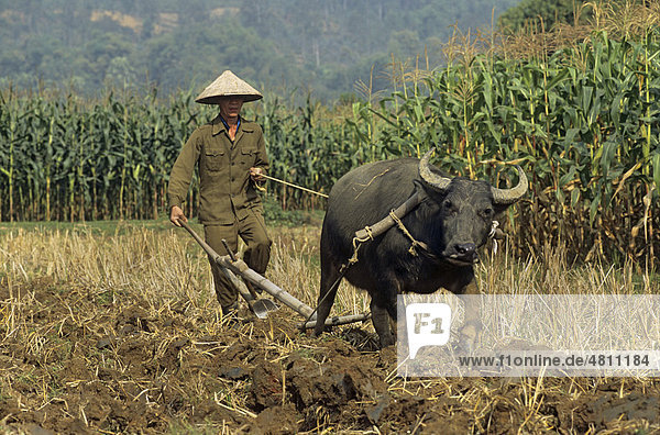 Man poughing with Water Buffalo (Bubalus bubalis) near maize crop  Thai Nguyen province  Vietnam  Southeast Asia