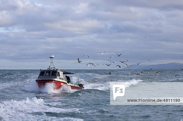 Small commercial fishing boat  being followed by flock of seagulls  Kaikoura  South Island  New Zealand