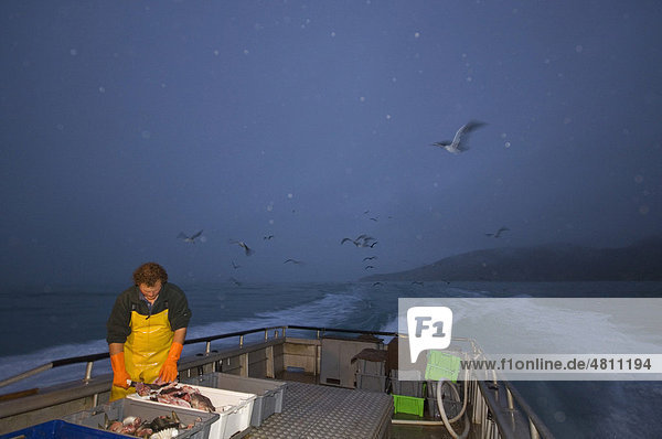 Kommerzielles Hummer-Fischerboot  Fischer bei der Vorbereitung der Köder  von Möwenschar verfolgt  South Bay  Kaikoura  Südinsel  Neuseeland