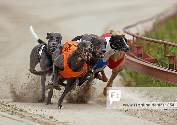 Greyhounds beim Rennen auf Bahn im Stadion  Finnland  Europa