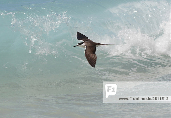 Zügelseeschwalbe (Sterna anaethetus)  Altvogel  im Flug über Brandung  Lady Elliot Island  Queensland  Australien