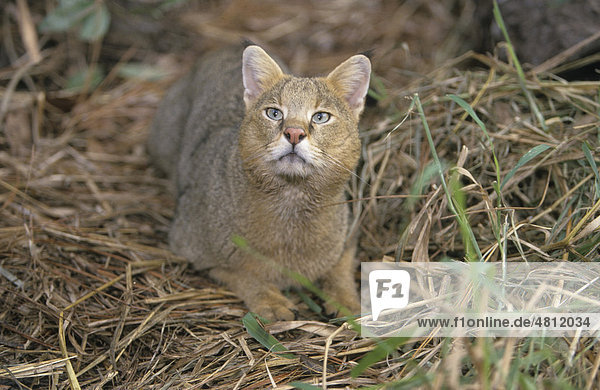Jungle Cat (Felis chaus) lying on dead vegetation  looking up