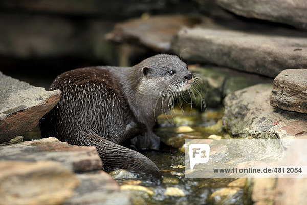Short-clawed Otter (Amblonyx cinereus)  adult  sitting in water amongst rocks  captive