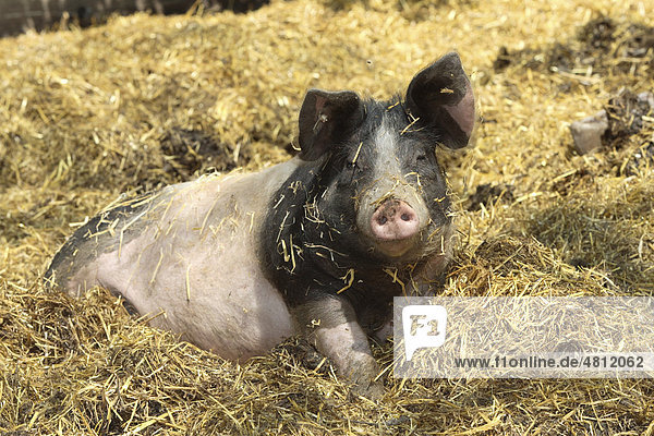 Hausschwein  Schwäbisch-Hällisches Schwein (Sus srofa domestica)  Alttier in Freilandhaltung  Deutschland  Europa