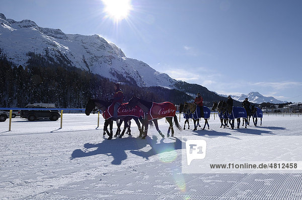 Polopferde werden auf dem zugefrorener St. Moritzersee zum Turnier gebracht  Poloturnier  26. St. Moritz Polo World Cup on Snow  St. Moritz  Oberengadin  Engadin  Graubünden  Schweiz  Europa