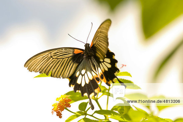 Großer Mormone (Papilio memnon)  Taiwan  Asien