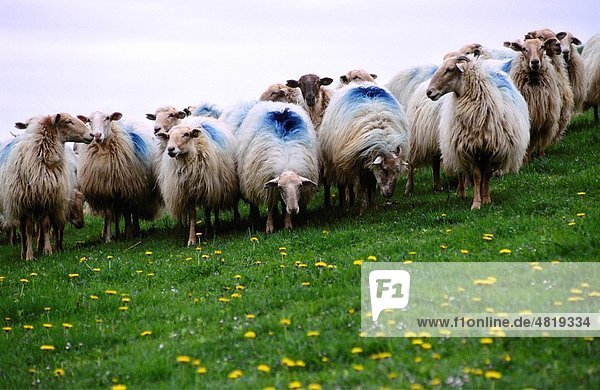 Flock of sheep lachen Idoia Collado long distance footpath GR 11 Navarra Spain