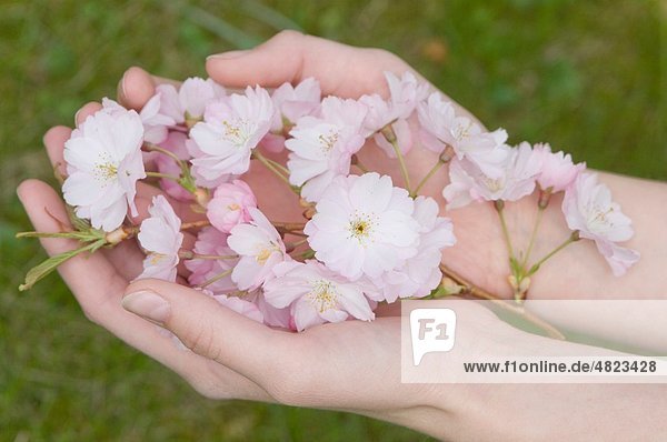 Deutschland  Bayern  Menschliche Hände mit Kirschblütenblüten