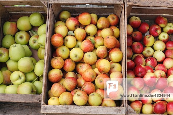 Österreich  Niederösterreich  Wachau  Äpfel in Holzkiste