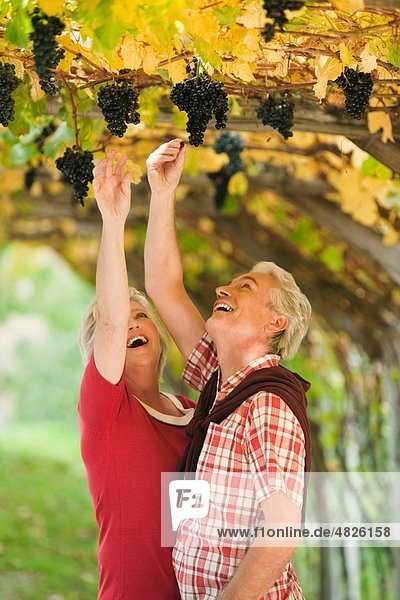Italy  South Tyrol  Mature couple in vineyard