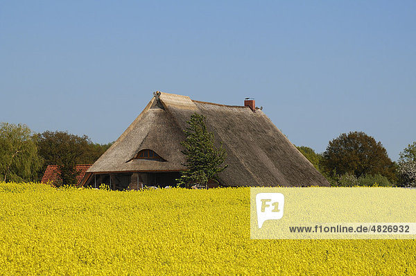 Blühendes Rapsfeld (Brassica napus)  hinten ein neu gedecktes Reetdach eines alten Bauernhauses gegen blauen Himmel  Mecklenburg-Vorpommern  Deutschland  Europa