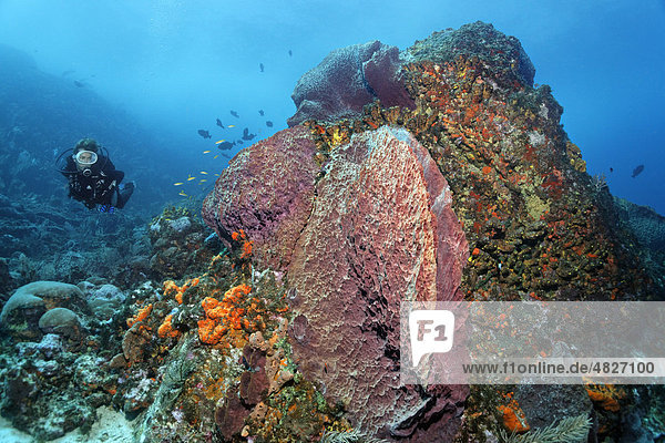 Taucher betrachtet Korallenriff  vielfarbig  verschieden  Schwämme  Korallen  Block  Little Tobago  Speyside  Trinidad und Tobago  Kleine Antillen  Karibik  Kiribisches Meer