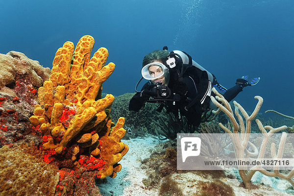 Taucher mit Unterwasser-Kamera  Unterwasserfotograf  betrachtet Gelben Röhrenschwamm (Aplysina fistularis)  Little Tobago  Speyside  Trinidad und Tobago  Kleine Antillen  Karibik  Karibisches Meer