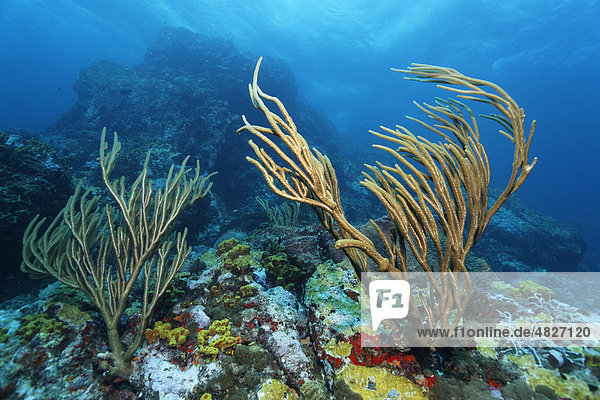 Aufragend  Korallenriff  Große Schlitzporen-Strauchgorgonie (Plexaurella nutans)  Little Tobago  Speyside  Trinidad und Tobago  Kleine Antillen  Karibik  Karibisches Meer