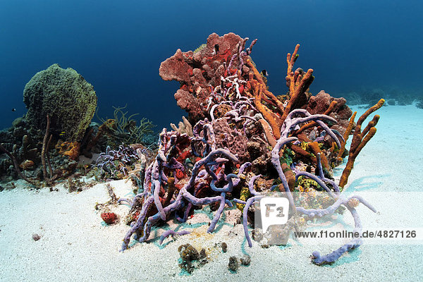 Riffblock  Korallenriff  bewachsen  vielfarbig  verschiedene Arten  Schwämme  Korallen  Sandgrund  Little Tobago  Speyside  Trinidad und Tobago  Kleine Antillen  Karibik