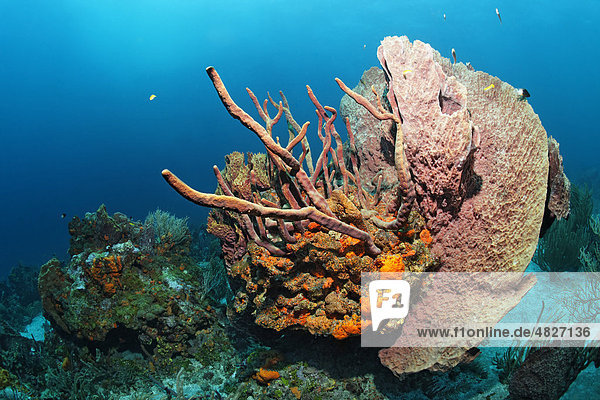 Riffabfall  Block  bewachsen  vielfarbig  verschiedene Arten  Schwämme  Korallen  Little Tobago  Speyside  Trinidad und Tobago  Kleine Antillen  Karibik