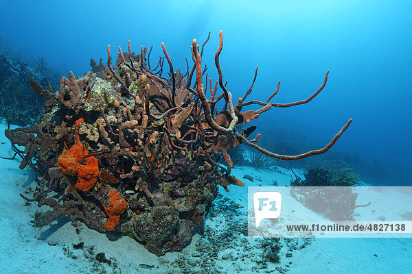 Riffblock  Korallenriff  bewachsen  vielfarbig  verschiedene Arten  Schwämme  Korallen  Sandgrund  Little Tobago  Speyside  Trinidad und Tobago  Kleine Antillen  Karibik