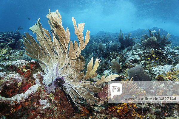 Korallenriff in starken Wellen und Strömung  Venus-Seefächer (Gorgonia flabellum)  Little Tobago  Speyside  Trinidad und Tobago  Kleine Antillen  Karibik  Karibisches Meer