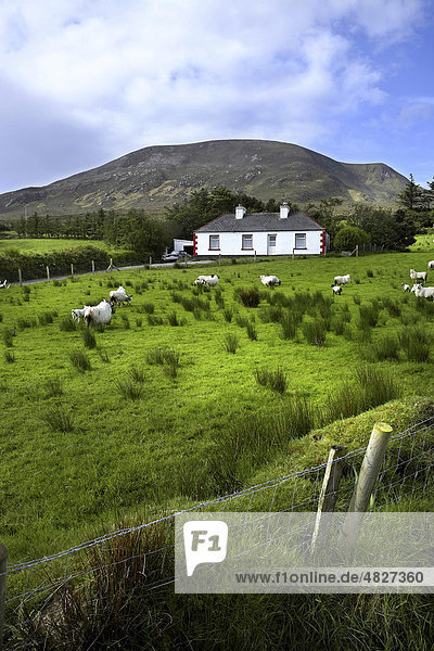 Cottage und Schafe  Corraun Hill  Achill  County Mayo  Irland  Europa