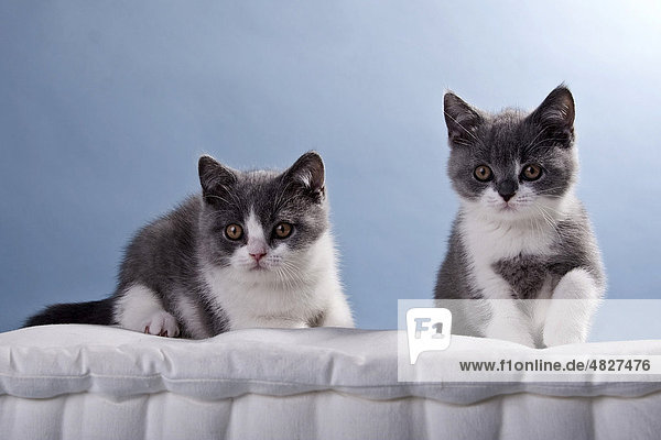 Two Blue Point British Shorthair Kittens