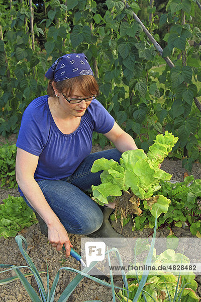 Junge Frau bei der Gartenarbeit in einem Bio-Hausgarten mit einem Salatkopf in der Hand und Stangenbohnen dahinter