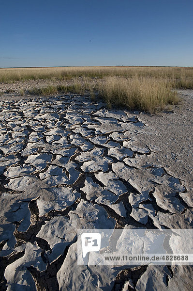 Mit Salz bedeckter Boden bei Springbokfontein  Etosha Nationalpark  Namibia  Afrika