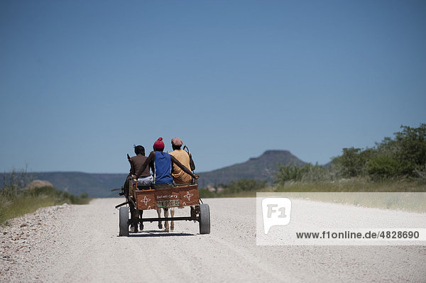Local transportation for a family on a donkey-drawn cart in Groot Berg  Namibia  Africa