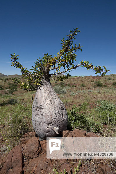 Lebensbaum (Pachypodium lealii) in der Palmwag Concession Namibia Afrika