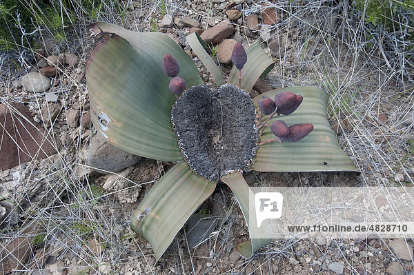 Welwitschia (Welwitschia mirabilis) bearing fruit  can live for several hundred years  only has a single pair of leaves  in Palmwag  Namibia  Africa
