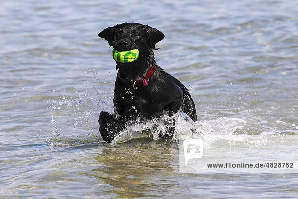 Schwarzer Labrador Retriever  Rüde  apportiert Ball aus dem Wasser am Strand