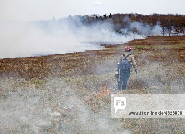 Workers of the National Park Service wearing fire resistant clothing intentionally burn part of Big Meadows each spring to preserve the open view and prevent the invasion of woody plants  Shenandoah National Park  Virginia  USA