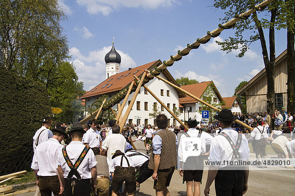 Setting up the traditional maypole in Iffeldorf  Upper Bavaria  Germany  Europe