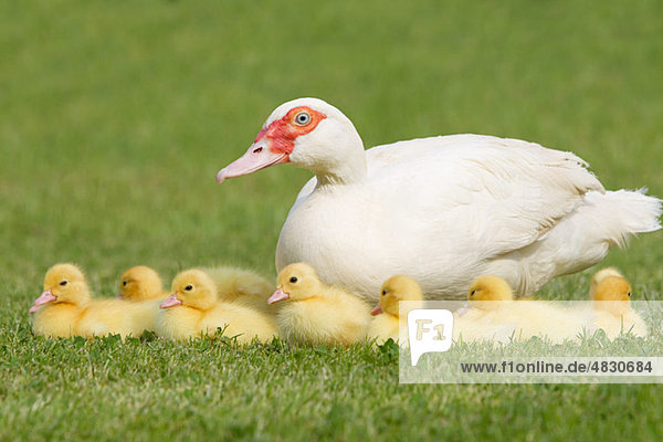 Entenfamilie mit Entenmutter auf Gras