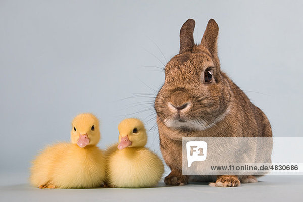 Zwei Entenküken und Kaninchen  Studioaufnahme