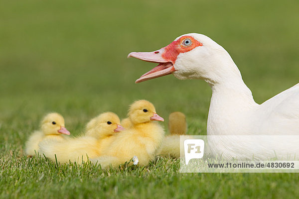Entenfamilie mit Entenmutter auf Gras