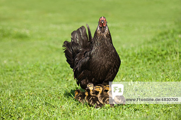 Sechs Entenküken mit einer Henne auf Gras