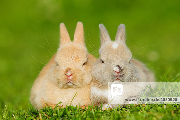 Zwei Kaninchen auf Gras sitzend